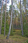 "VALLEY OF DEATH," Mass Burials of Soviet Citizens, "KATYN'" Memorial by William C. Brumfield